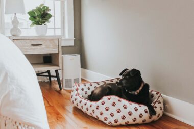 Air purifier next to a dog on a dog bed