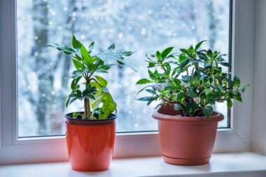 Two houseplants on a windowsill