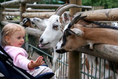 baby in a stroller looking at goats