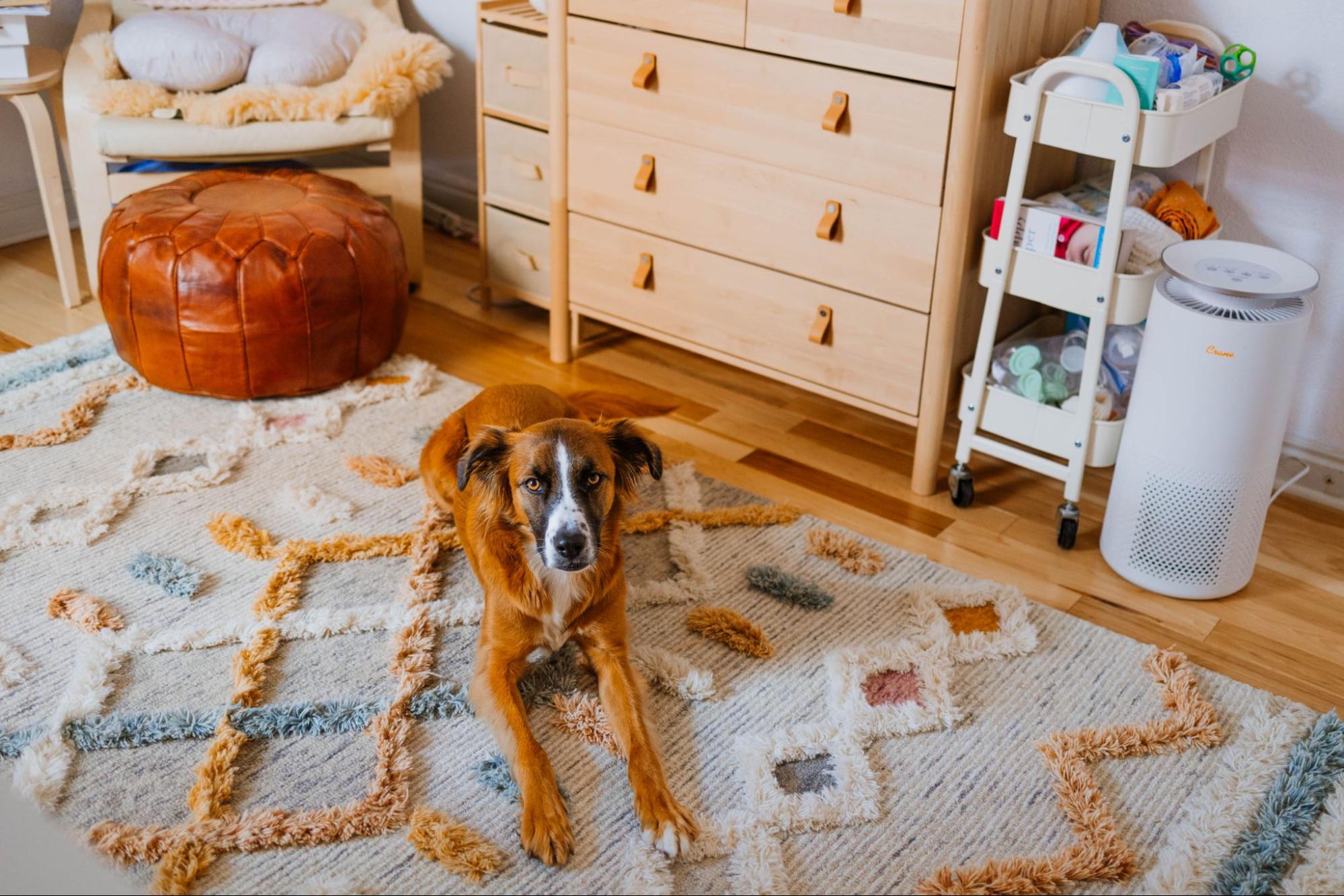 Large dog lying on a rug in a nursery