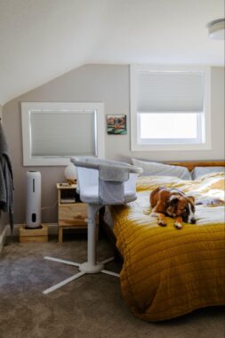 Dog lying on a bed with a bassinet on the side